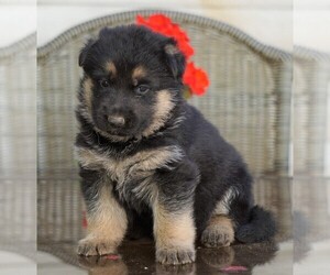 German Shepherd Dog Puppy for sale in FREDERICKSBG, OH, USA