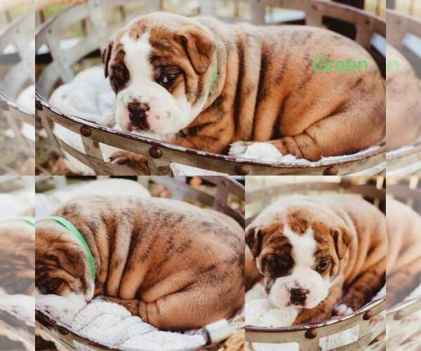 Medium Photo #1 Olde English Bulldogge Puppy For Sale in WHEELER, MI, USA