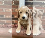 Small #2 Goldendoodle
