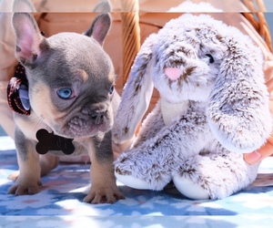 French Bulldog Puppy for sale in CAPE CORAL, FL, USA