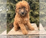 Small Photo #2 Whoodle (Miniature) Puppy For Sale in MIDDLEBURY, IN, USA