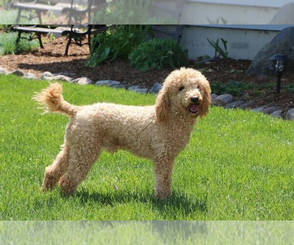 Medium Photo #1 Aussiedoodle Toy Puppy For Sale in MILFORD, IN, USA