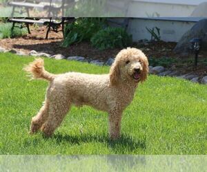 Father of the Aussiedoodle Toy puppies born on 08/20/2026