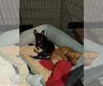 Small #5 Dachshund Mix