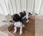 Small Photo #15 English Springer Spaniel Puppy For Sale in ROCKFORD, MI, USA