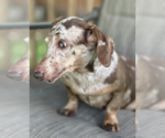Small #1 Dachshund