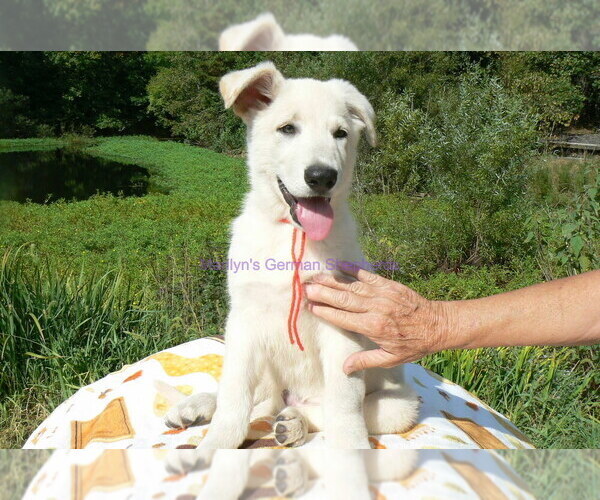 Medium Photo #8 German Shepherd Dog Puppy For Sale in PIEDMONT, MO, USA