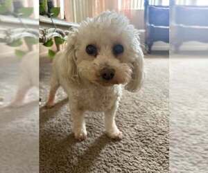 Cutie - Female Poodle (Miniature)-Unknown Mix Dog for Adoption - Photo #4