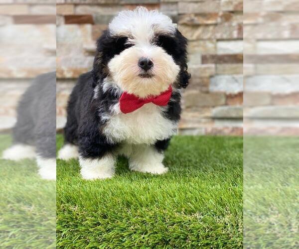 Medium Photo #4 Bernedoodle Puppy For Sale in KISSIMMEE, FL, USA