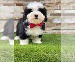 Small Photo #4 Bernedoodle Puppy For Sale in KISSIMMEE, FL, USA