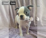 Small Photo #13 Boston Terrier Puppy For Sale in MINERAL WELLS, WV, USA