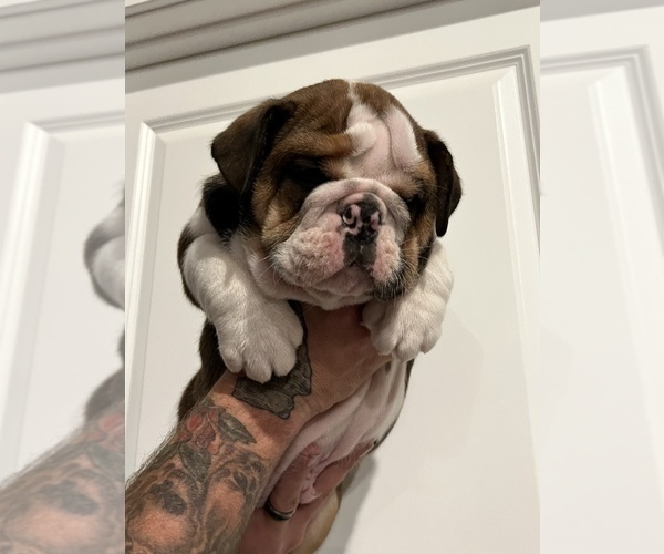 Medium Photo #4 English Bulldog Puppy For Sale in WAMEGO, KS, USA