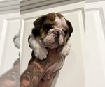 Small Photo #4 English Bulldog Puppy For Sale in WAMEGO, KS, USA