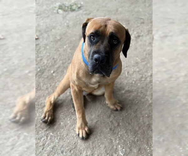 Medium Photo #1 Mastiff-Unknown Mix Puppy For Sale in Riverside, CA, USA