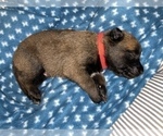 Small Photo #244 Belgian Malinois Puppy For Sale in REESEVILLE, WI, USA