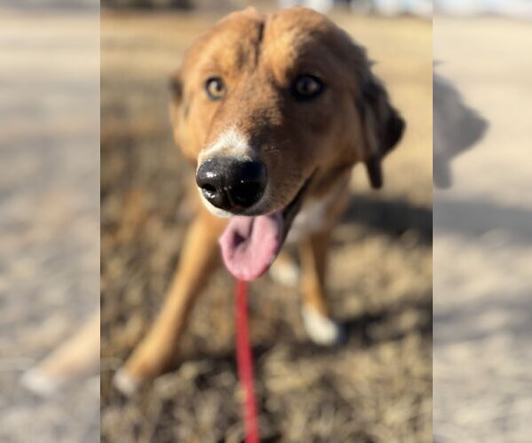 Medium Photo #3 Mutt Puppy For Sale in Las Vegas, NM, USA