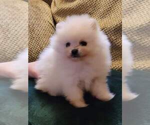 Pomeranian Puppy for sale in PULLMAN, MI, USA