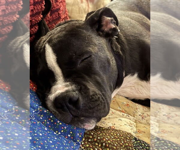 Medium Photo #1 Mutt Puppy For Sale in Spotsylvania, VA, USA