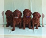 Small Photo #3 Irish Setter-Poodle (Miniature) Mix Puppy For Sale in NEWMANSTOWN, PA, USA