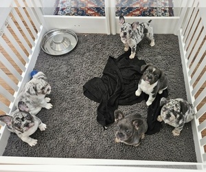 French Bulldog Puppy for Sale in KENLY, North Carolina USA