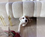 Small #2 Mutt