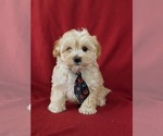 Small Photo #1 Maltipoo Puppy For Sale in PARADISE, PA, USA