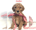 Small #42 Goldendoodle