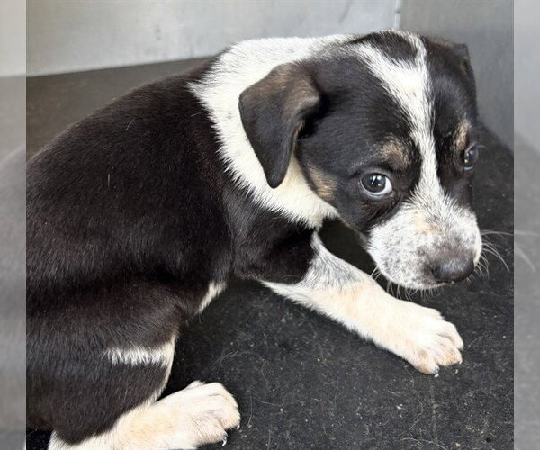 Medium Photo #1 Border Collie-Unknown Mix Puppy For Sale in Olathe, KS, USA