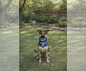 Jules - Female German Shepherd Dog Dog for Adoption - Photo #2