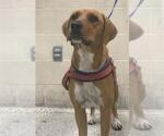 Small Black Mouth Cur