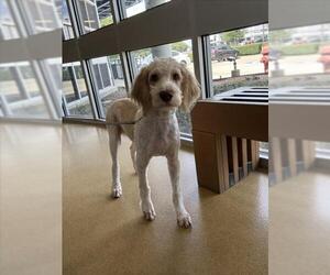 Poodle (Standard)-Unknown Mix Dogs for adoption in Plano, TX, USA
