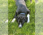 Small #4 Collie Mix