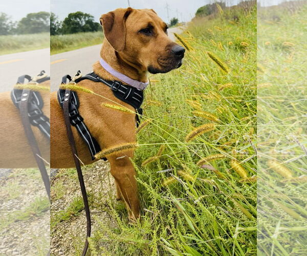 Medium Photo #1 Labrador Retriever-Rhodesian Ridgeback Mix Puppy For Sale in Princeton, MN, USA