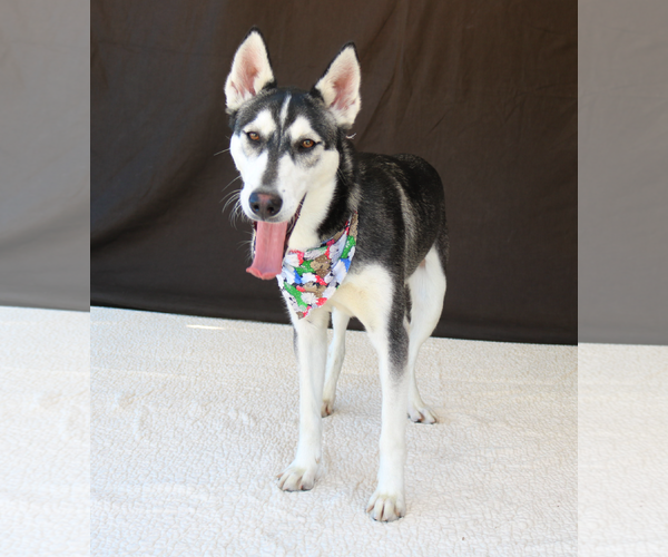 Medium Photo #2 Siberian Husky Puppy For Sale in Pasadena, CA, USA