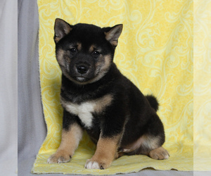 Shiba Inu Puppy for sale in HONEY BROOK, PA, USA