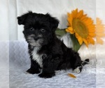 Small #4 Morkie