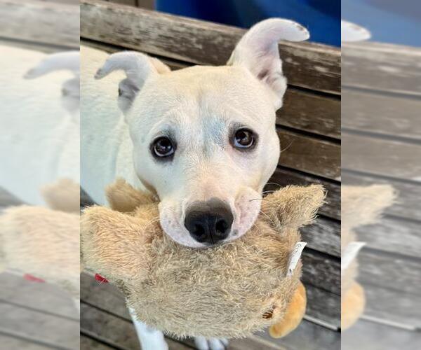 Medium Photo #2 Mutt Puppy For Sale in Lodi, CA, USA