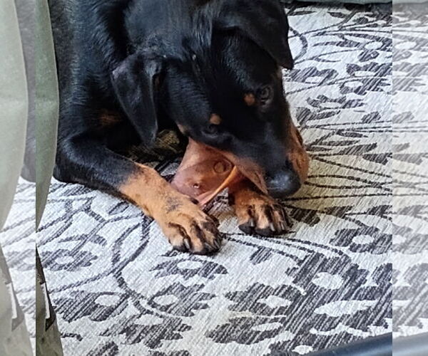 Medium Photo #5 Doberman Pinscher-Unknown Mix Puppy For Sale in Minneaoplis, MN, USA
