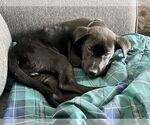 Small #4 Labrador Retriever Mix