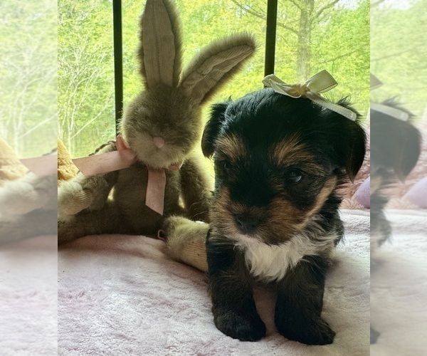 Medium Photo #2 Yorkshire Terrier Puppy For Sale in BROOKHAVEN, MS, USA