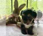 Small #1 Yorkshire Terrier