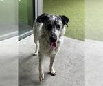 Small #1 Australian Cattle Dog Mix