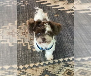 ShihPoo Dogs for adoption in St. Louis Park, MN, USA