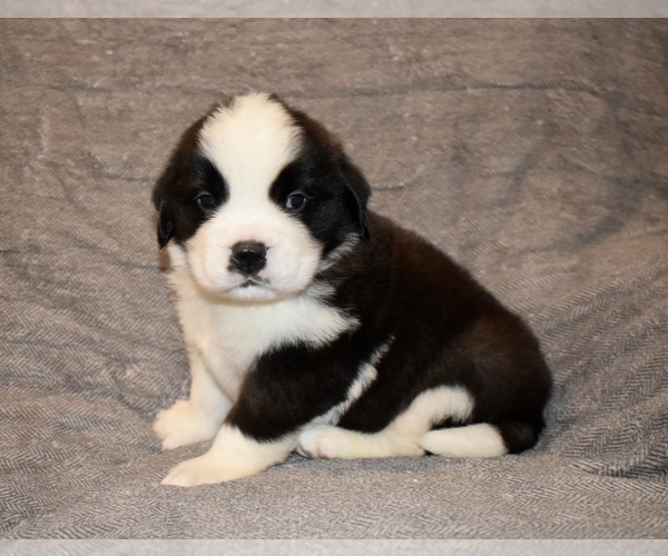 Medium Photo #23 Saint Bernard Puppy For Sale in CAMBRIDGE, NE, USA