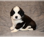 Small #22 Saint Bernard