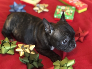 French Bulldog Puppy for sale in CHARLESTON, SC, USA