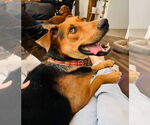 Small #9 Labrador Retriever Mix