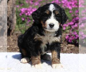 Bernedoodle Puppy for sale in NEW ENTRPRISE, PA, USA