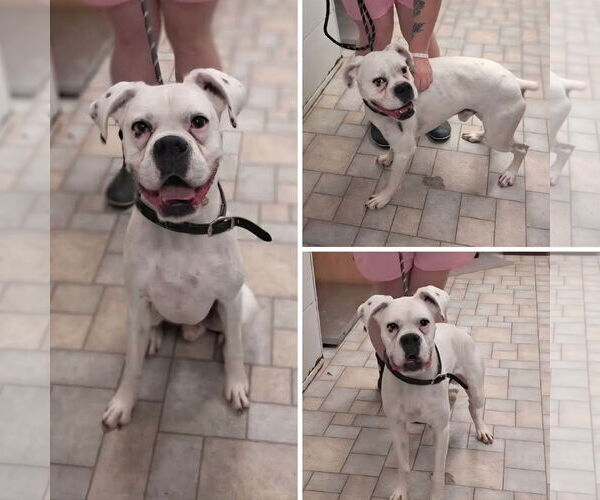 Medium Photo #3 Boxer Puppy For Sale in Woodbury, MN, USA