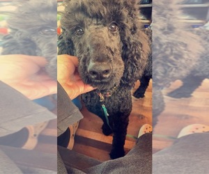 Poodle (Standard) Puppy for sale in MOUNT STERLING, KY, USA